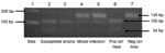 Thumbnail of Agarose gel electrophoresis of amplicons for the Plasmodium falciparum chloroquine (CQ) resistance transporter gene digested with ApoI. Lane 1, DNA molecular mass standards (Stds) (Invitrogen, Carlsbad, CA, USA); lanes 2 and 3, amplicons susceptible to cleavage by ApoI, showing 2 fragments of 100 and 34 bp, consistent with infection by only CQ-susceptible haplotype parasites; lanes 4 and 5, amplicons partially resistant to cleavage by ApoI, showing 3 fragments of 134, 100, and 34 bp