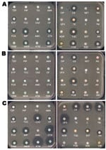 Thumbnail of Disk diffusion antibacterial drug susceptibility testing of A) Klebsiella pneumoniae carbapenemase-2 (KPC-2)–, B) New Delhi metallo-β-lactamase-1 (NDM-1)–, and C) oxacillinase-48 (OXA-48)–producing K. pneumoniae clinical isolates. Clinical isolates producing KPC-2 and OXA-48 do not co-produce other extended-spectrum β-lactamase, but the isolate producing NDM-1 co-produces the extended-spectrum β-lactamase CTX-M-15. Wild-type susceptibility to β-lactams of K. pneumoniae includes resi