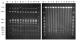 Thumbnail of Genomic macrorestriction of Salmonella enterica serovar Enteritidis isolates: pulsed-field gel electrophoresis profiles for XbaI (left panel) and S1 (right panel). Lane M, XbaI-digested DNA of S. enterica serovar Braenderup H9812, used as size standard; lane 1, NRL-Salm-PT4; lane 2, CNM4839/03; lane 3, H051860415; lane 4, H070360201; lane 5, H070420137; lane 6, H073180204; lane 7, H091340084; lane 8, H091800482; lane 9, H095100307; lane 10, H100240198; lane 11, H101700366. The strai
