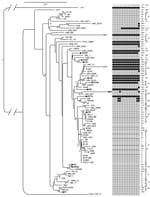 Thumbnail of Distribution of the type-six secretion system (T6SS) marker across the phylogenetic diversity of Campylobacter jejuni strains, as determined by multilocus sequence analysis. We generated a maximum-likelihood tree from concatenated nucleotide alignments of 31 housekeeping genes; nucleotide sequences were aligned by using MUSCLE (www.drive5.com/muscle) and masked by using GBLOCKS (http://molevol.cmima.csic.es/castresana/Gblocks.html). Maximum-likelihood analysis was done by using the 