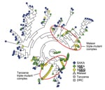Thumbnail of Neighbor-joining network of Plasmodium falciparum wild-type (SAKA) and mutant (SGEA and SGEG) dihydropteroate synthase  (dhps) haplotypes, eastern Africa. Pairwise linear genetic distances among 193 parasite isolates were computed in GenAlEx (21) inputted into PHYLIP v3.67 (27,28) to calculate an unrooted neighbor-joining tree, and rendered in R v3.0.1 (http://www.r-project.org/) by using the ape package. For visualization, branch lengths were uniformly lengthened if not equal to 0.