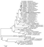 Thumbnail of Phylogenetic analysis of the full-length genome of the porcine epidemic diarrhea virus (PEDV) Ukraine/Poltava01/2014 (bold text). The full-length genomes of PEDV were aligned by using the MegAlign software of the DNASTAR Lasergene Core Suite (DNASTAR, Inc., Madison, WI, USA) and phylogenetic analysis was done by using MEGA 5.2 software (13). The tree was constructed by using the neighbor-joining method and 1,000 bootstrap replications. Only bootstrap values of more than 50% are show