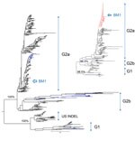 Thumbnail of Maximum-likelihood phylogenetic tree of porcine epidemic diarrhea virus from piglet, South Korea, 2013–2014, constructed on the basis of codon alignment of complete S genes. Inserted figure is a phylogenetic tree inferred from the complete N genes. Genogroups are shown to the right of each tree. US INDEL is a prototype strain of porcine epidemic diarrhea virus that has insertions and deletions (INDEL) in the spike gene. Scale bar indicates nucleotide substitutions per site.   