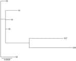 Thumbnail of Phylogenetic tree of 7 sequence type 34 Klebsiella pneumoniae isolates tested during phenotypic and genotypic characterization of Enterobacteriaceae producing oxacillinase-48–like carbapenemases, United States. Genetic diversity ranged from 1 to 33 high-quality single-nucleotide polymorphisms that were called in an ≈5 Mb core genome, which equals ≈90% of the reference genome size (isolate 1 sequenced by using Pacific Biosciences [Menlo Park, CA, USA], technology). Scale bar indicate