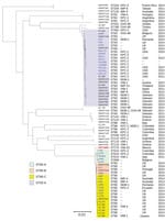 Thumbnail of Phylogenetic tree of the different clades among 51 Enterobacter hormaechei subsp. steigerwaltii ST90 and ST93 isolates identified from Enterobacter spp. isolates collected in the Merck Study for Monitoring Antimicrobial Resistance Trends, 2008–2014, and the AstraZeneca global surveillance program, 2012–2014. The tree is rooted with E. hormaechei subsp. hormaechei isolate ATCC49162. A total  of 317,867 core single-nucleotide polymorphisms were found; 27,705 were used to draw the tree