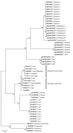 Thumbnail of Maximum-likelihood phylogenetic trees of cytochrome C oxidase subunit 1 (cox1) gene (656-bp) sequences from African great apes and human Plasmodium sp. reference strains. GenBank accession numbers are indicated. Scale bar represents nucleotide substitutions per site.
