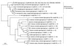 Thumbnail of Approximately maximum-likelihood phylogenetic trees based on recombination free core SNPs inferred from ST873, ST110 and ST118 genomes and 398 representative genomes of Enterobacter cloacae complex strains in study of nosocomial outbreak involving carbapenamase-producing Enterobacter strains, Lyon, France, January 12, 2014–December 31, 2015. All nodes are supported by Shimodaira-Hasegawa test values &gt;97%. Scale bar indicates SNPs. NA, nonattributed; ST, sequence type.
