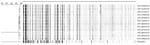 Thumbnail of Dendrogram of amplified fragment-length polymorphism analysis of Dirkmeia churashimaensis isolated from 12 cases of fungemia in patients in a neonatal intensive care unit, Delhi, India. The dendrogram was constructed by using unweighted pair group method with averages and the Pearson correlation coefficient. Dendrogram was restricted to fragments of 60–400 bp. CBS 12818, a Pseudozyma aphidis isolate previously reported from neonatal fungemia in India, was included in the analysis. S