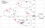 Thumbnail of Principal component analysis plot comparing plasmid composition (all plasmid contigs) of strains of Salmonella enterica serovar Paratyphi B variant Java sequence type 28. Oval rings indicate clusters I–IV. All clusters grouped strains from Europe and Latin America and were associated with IncI1 plasmids (cluster I), IncHI2 (cluster II), COLRNAI (cluster III), and combinations of IncI1 and IncHI2 plasmids (cluster IV).
