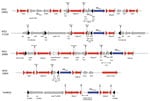Thumbnail of Analysis of genetic context of blaKPC genes in Klebsiella pneumoniae carbapenemase–producing K. pneumoniae isolates, France, 2018. Different isoforms of NTE and Tn4401 are represented. Inverted repeat sequences are indicated by triangles. Direct repeats are indicated by vertical lines. Genes are represented by arrows. NTE, non-Tn4401 element.