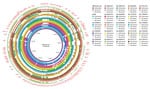 Whole-genome comparison of pR444_A–like plasmids in Shiga toxin–producing Escherichia coli strains harboring extraintestinal pathogenic E. coli (ExPEC)–associated virulence genes, the Netherlands, 2017–2019. The pR444_A plasmid from the RDEx444 strain was used as reference for alignment and gene annotation. Genomic annotation was performed with the Prokka tool 1.14.5 (https://github.com/tseemann/prokka) and a multi-fasta file of trusted proteins related to ExPEC-associated genes on pR444_A. The comparative analysis also included the pS88 plasmid (accession no. CU928146.1) commonly found in ExPEC strains. 