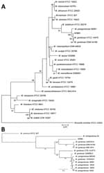 Phylogenetic trees of isolate from novel Mycobacterium gordonae–like infection in a 63-year-old man in China (X7091) and reference isolates. A) Evolutionary tree involving 16S rRNA gene (1,067 positions) of isolate X7091 and 26 Mycobacterium strains. Tree constructed using the maximum-likelihood method and Tamura-Nei model with 500 bootstrap replications in MEGA X (https://www.megasoftware.net). We selected Norcadia seriolae ATCC 43993 as the outgroup. B) Core genome–based maximum-likelihood phylogeny of isolate X7091 and other M. gordonae–like strains analyzed by Roary (https://sanger-pathogens.github.io/Roary) and constructed with a general time-reversible plus gamma maximum model (500 bootstrap replications) using the RaxML tool (14). We selected Mycobacterium marinum ATCC 927 as the outgroup. Scale bars indicate the number of nucleotide substitutions per site.