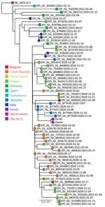 Phylogenetic sequence context consisted of high-quality complete severe acute respiratory syndrome coronavirus 2 genome sequences from a domestic ferret, Slovenia, corresponding to Pango lineage B.1.258. The context sequences were downloaded from GISAID (https://www.gisaid.org) and subsampled to 62 sequences and National Center for Biotechnology Information reference sequence NC_045512.2. The phylogenetic reconstruction using a general time-reversible plus F plus R4 substitution model was built in Figtree (Evomics, http://evomics.org) with 1,000 bootstrap replicates. The reference sequence was used as an outgroup to root the phylogenetic tree. GISAID accession numbers and isolation dates are provided. Scale bar indicates substitutions per site.