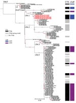 Maximum-likelihood phylogenomic tree for Vibrio cholerae O1 sequence type (ST) 75 isolates collected from South Africa, 2018–2020. The tree represents phylogeny for 7 V. cholerae O1 ST75 isolates from South Africa (red text); 144 sequences from a global collection of ST75, or closely related ST169, ST170, and ST182 isolates; and 1 7PET V. cholerae O1 sequence. The 7PET genome N16961 (ST69) was used as an outgroup. For each genome, its name; year of collection, when known; and country of isolation, plus province of isolation for isolate from South Africa, are shown at the tips of the tree. The lineages, presence of CTXɸ prophage or its variant form, and types of ctxB alleles are also shown. The 7PET outgroup genome, N16961, contains CTXɸ with a ctxB3 allele (not represented in the figure). Red dots indicate bootstrap values >95%. Scale bar indicates the number of nucleotide substitutions per variable site. 7PET, seventh pandemic V. cholerae O1 El Tor; CTXɸ, cholera toxin phi prophage; ctxB, cholera toxin B subunit gene. 