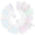 Phylogenetic analysis of 77 nasopharyngeal swab samples collected during coronavirus disease case surge, Libera, March–July 2021, and reference sequences. We created a maximum-likelihood nucleotide phylogenetic tree of the complete polyprotein coding region by using MEGA X (https://www.megasoftware.net), with a bootstrap value of 100 and and used Tamura-Nei 93 (TN93) as a substitution model with a discrete gamma distribution (+G) for evolutionary rate; the rate variation model allowed some sites to be evolutionarily invariable (+I). Numbers along the branches are bootstrap values of 100 bootstrap resamplings. Teal indicates samples collected in March 2021; purple indicates samples collected in April 2021; pink indicates samples collected in May 2021; blue indicates samples collected in June 2021; orange indicates samples collected in July 2021; brown indicates variants of concern or variants of interest; black indicates other circulating variants; green indicates severe acute respiratory syndrome coronavirus 2 reference sequence and other early parental sequences from 2020. 