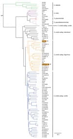 Phylogenetic analysis of invasive Streptococcus oralis expressing serotype 3 pneumococcal capsule from 2 adult patients, Japan. Asterisks and orange shading indicate genomes from isolates ASP0312-Sp and SP2752 identified in this study. Homologous core gene clusters of 71 strains from 3 Streptococcus oralis subsp., 2 S. pneumoniae, 5 S. mitis, 5 S. infantis, and 3 S. pseudopneumoniae were downloaded from the National Center for Biotechnology Information database (https://www.ncbi.nlm.nih.gov) and compared with the ASP0312-Sp and SP2752 genomes. Branch lengths represent the genetic distance. Scale bar indicates nucleotide substitutions per site.