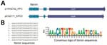 The iteron difference between pCG2111-KPC-3 and p15WZ-82_KPC. A) p15WZ-82_KPC IncX8 plasmids have eight 22-bp iteron copies located upstream from the replication gene, whereas pCG2111-KPC-3 only has 7 copies of iteron and the seventh iteron (in comparison to p15WZ-82_KPC) was deleted. B) The sequences of the 8 iterons are listed and a SeqLog (https://pypi.org/project/seqlog) presentation of the conserved motif is shown. KPC, K. pneumoniae carbapenemase.