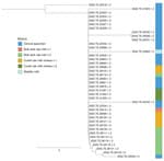 Phylogenetic analysis of Streptococcus equi subspecies zooepidemicus strains in study of severe outbreak from unpasteurized dairy product consumption, Italy. We performed whole-genome sequencing and single-nucleotide polymorphism analysis of 40 S. equi subsp. zooepidemicus strains isolated from clinical and dairy food samples (Table 2). Tree was generated by using the neighbor-joining method. Different colors indicate the different types of samples. Strains were isolated from 2 samples each taken from bulk tank raw milk and cured raw milk cheese. Tree shows clinical specimen sequences clustered with those from dairy products. Scale bar indicates nucleotide substitutions per site. 