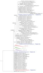 Phylogenetic tree of monkeypox virus (MPXV) sequences used in study of intrahost viral genome variation in patient with early monkeypox virus infection, Finland, 2022. The tree was inferred by the maximum-likelihood method implemented in IQtree2 software (www.iqtree.org), using 1,000 bootstrap replicates and the Hasegawa-Kishino-Yano plus empirical base frequencies plus invariate sites substitution model (Appendix). The curated dataset of MPXV reference genomes was downloaded from Nextstrain and aligned by using Nextalign (5). The reference dataset was downsampled to include only genomes with <5,000 ambiguous genome sites. For the sake of visualization, nodes with bootstrap values <70, as well as clusters with no lineage designation and no representatives from Finland, were deleted; only a subset of nearly identical genomes in the B.1 lineage is shown. Blue indicates the consensus sequences from the 4 patients from Finland; red indicates the hypothetical minority variant sequence (differing from the consensus sequence at sites G55133, C64426, and G190660) from patient 1. Lineage nomenclature (MPXV-1 clade 3, lineage B.1) is as suggested (C. Happi, unpub. data, https://virological.org/t/urgent-need-for-a-non-discriminatory-and-non-stigmatizing-nomenclature-for-monkeypox-virus/8537). The tapering bars indicate clusters of B.1.1 (pink), B.1.2 (green), and B.1.3 (blue), collapsed for clarity. Sequences are identified by GenBank accession number, date, and country of origin.