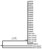 Maximum-likelihood phylogeny analysis of Candida vulturna strains from 19 infected patients in Shanxi Province, China, January 1, 2019–October 26, 2022, based on multilocus sequence typing (MLST). Eight genes (AAT1, ACC1, ADP1, ALA1, ERG11, RPB1, RPB2, and ZWF1) were concatenated and used for phylogenetic analyses. The tree was generated using the program RAxML (https://cme.h-its.org/exelixis/web/software/raxml). The general time reversible model, gamma distribution, 1,000 bootstraps, and midpoint root were adopted. Bold text indicates strains isolated in this study; reference strain data from whole-genome sequencing is from the National Center for Biotechnology Information gene database (accession nos. SRR11091965–67, SRR11092032, SRR11092036, SRR22996287). Sequences for strain CBS14366 were retrieved from its genomic assembly (GenBank accession no. GCA_026585945.1). Strains CVDH01-CVDH19 were isolated from patients of C. vulturna infection (cases C1–C19; Table; Appendix Figure 1). Scale bar indicates substitutions per site.