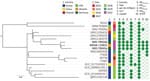 Core genome, SNP-based phylogenetic tree for Klebsiella pneumoniae from an injured service member from Ukraine (MRSN 110821) and 17 closely related sequence type 395 K. pneumoniae. In addition to MRSN 110821, the dataset included 14 subclade B2 isolates and 3 NDM-1/OXA-48–producing isolates available in public databases. Country of origin, year of collection, and presence (closed circle) or absence (open circle) of selected virulence and antimicrobial resistance genes are indicated. The midpoint was used as a root for the phylogenetic tree. K. pneumoniae MRSN 110821 from this study and the 2 highly related strains from Germany are highlighted in boldface. Scale bar indicates the ratio of substitutions per site for a 1,665 bp alignment of variable sites in the core genomes of the 18 strains.