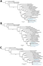Phylogenetic analysis of orthohantavirus sequence fragments from samples taken from a 65-year-old woman in Michigan, USA, and trapped rodents from the likely site of exposure (blue text). Trees displaying the patient small fragment (481 bp) (A), medium fragment (283 bp) (B), and large fragment (377 bp) (C) were aligned against wild-caught rodents near site of exposure and reference sequences. Numbers along branches indicate bootstrap values of 500 replicates. GenBank accession numbers: human patient, OR428177–9; YR-01, brown adipose fat from a Peromyscus leucopus white-footed mouse, OR428180–2; YR-03, kidney tissue from a P. leucopus mouse, OR428183–5; and YR-10, lung tissue from a Tamias striatus Eastern chipmunk, OR428186–8. Scale bars indicate number of substitutions per site.