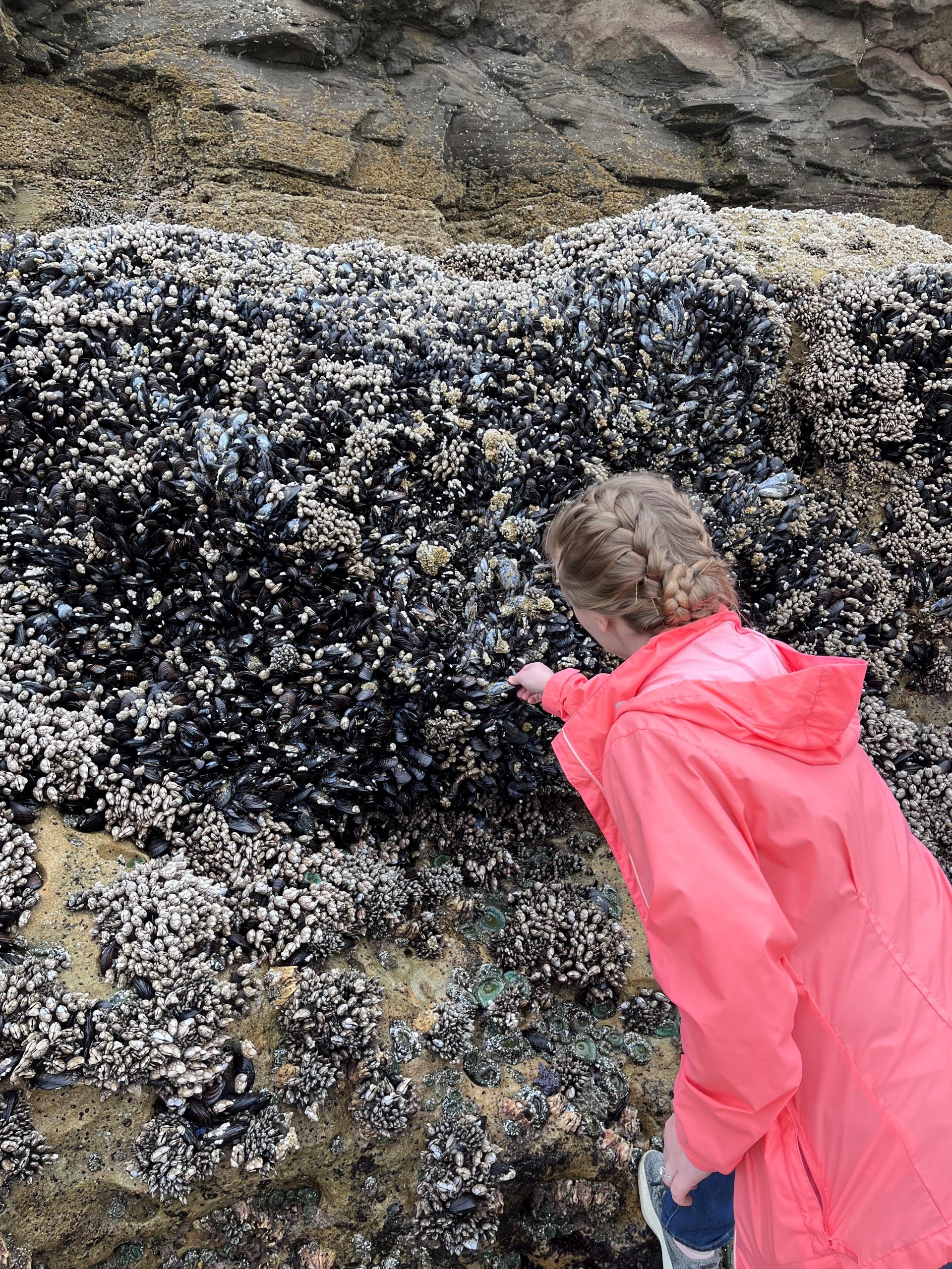 EIS officer Madison Walton-Franklin, PhD (EIS Class of 2023) observes wild mussels at Hug Point, a popular Oregon beach, following an outbreak of paralytic shellfish poisoning in May–June 2024.