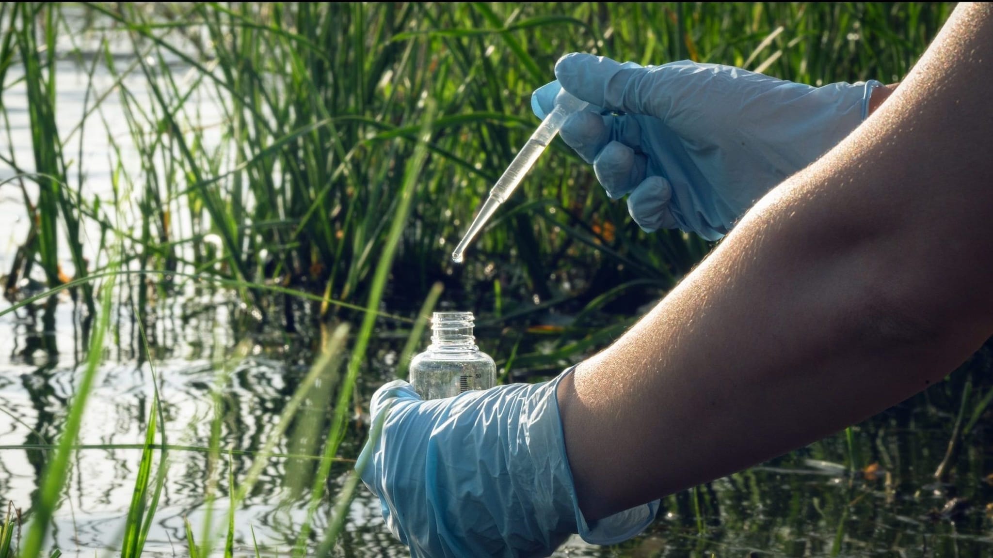 Person wearing blue gloves collecting water samples from a pond.
