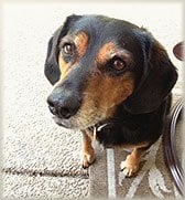 Un perro beagle con cara de preocupaci%26oacute;n