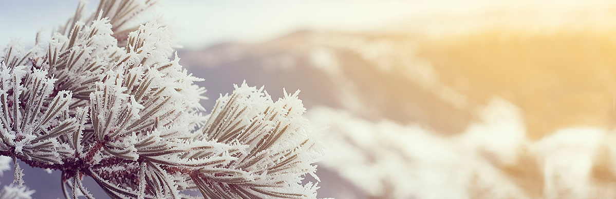 la nieve helada cubre las agujas de un árbol de hoja perenne la nieve helada cubre las agujas de un árbol de hoja perenne