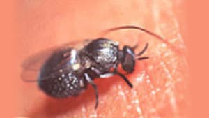 Blackfly, vector of O. volvulus.