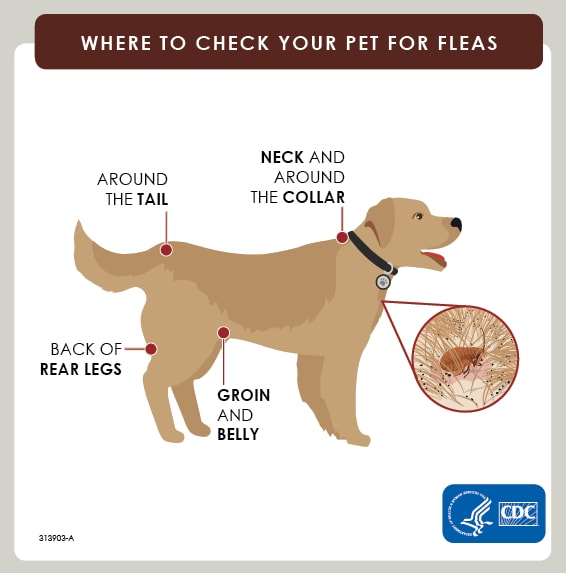how long does flea treatment last on dogs