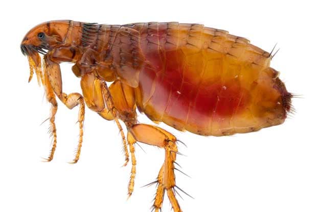 fleas on humans