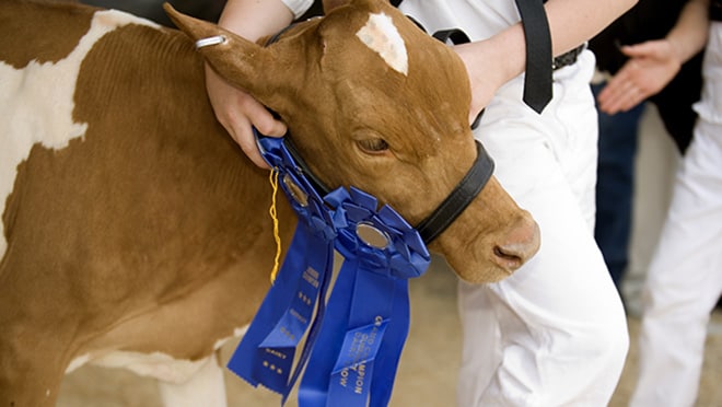 cow with blue ribbons on halter at county fair