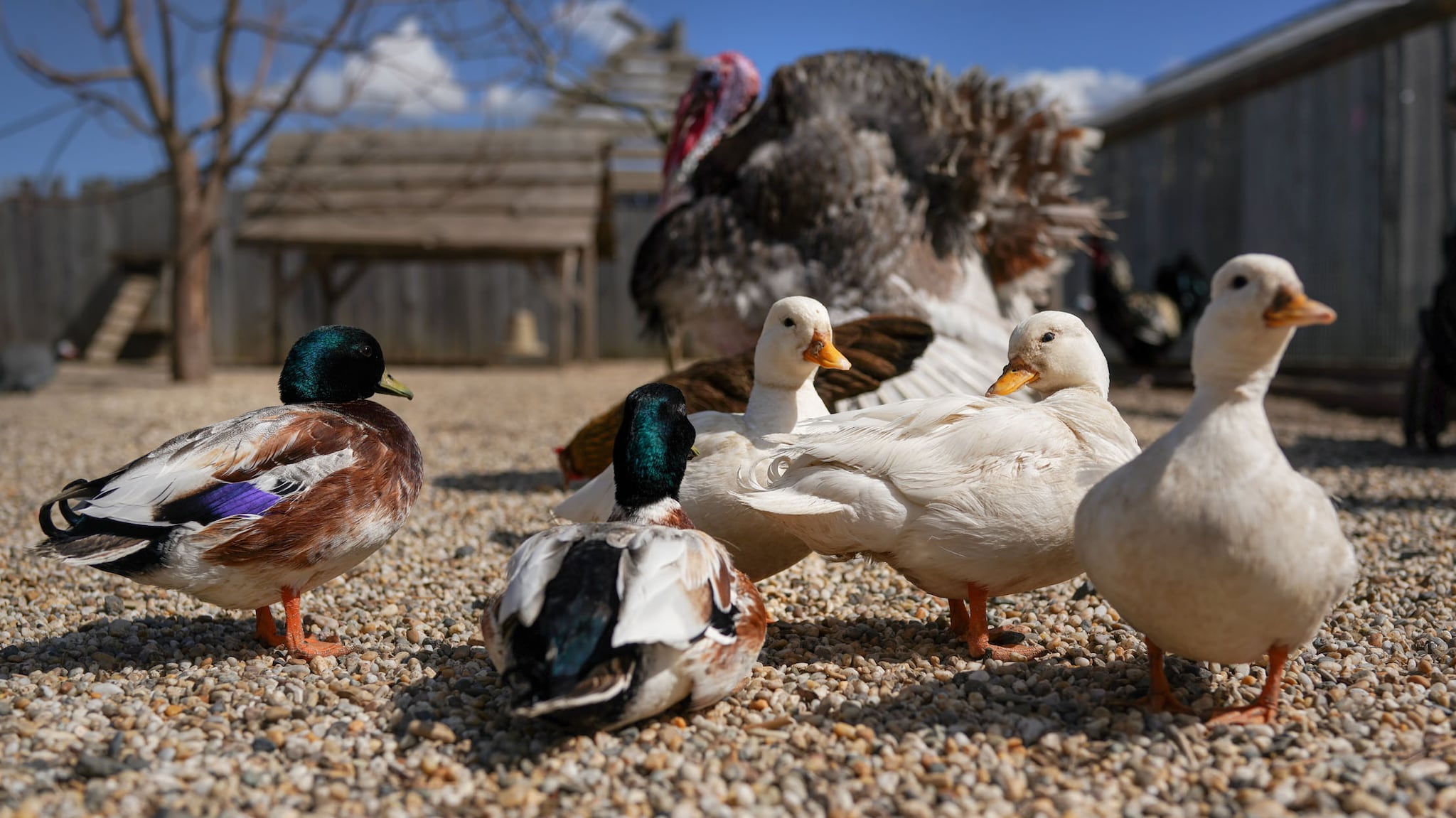 A picture of ducks and a turkey on a farm