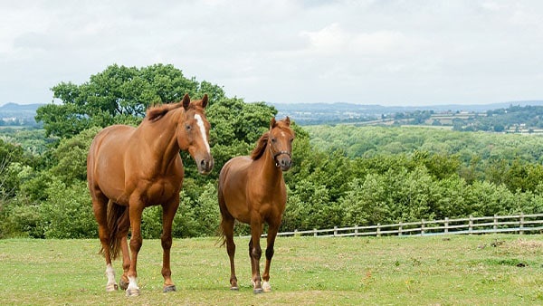 Two brown horses standing in a field.