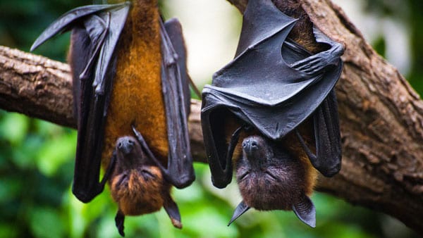 Two bats hanging upside down on a tree branch.