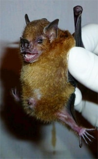 A yellow-shouldered bat found in Guatemala held by research scientist with a glove.