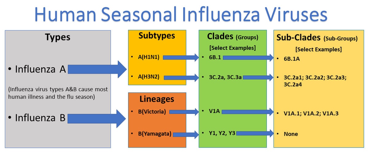 Types of Influenza Viruses