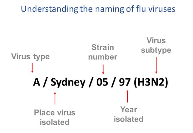 Types Of Influenza Viruses Cdc
