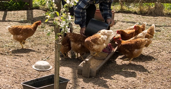 This is a picture of chickens being fed.