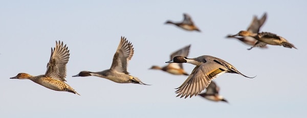 Flock of pintail ducks flying in winter