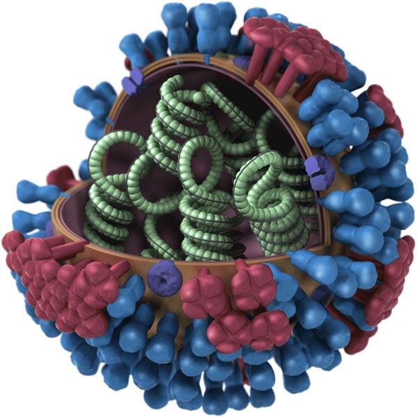 influenza virus life cycle animation