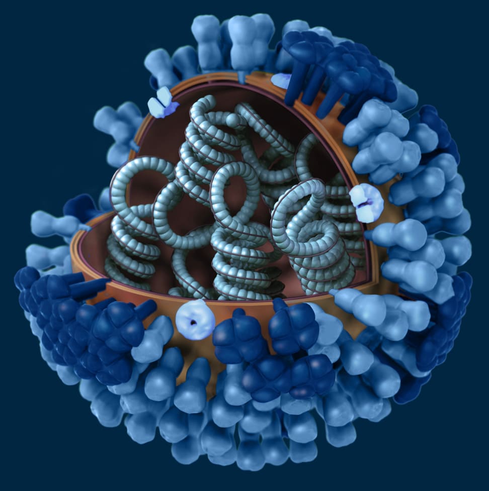influenza virus diagram for kids