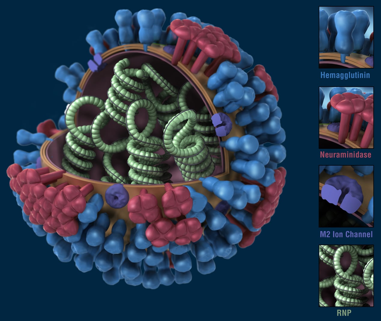 influenza virus structure animation