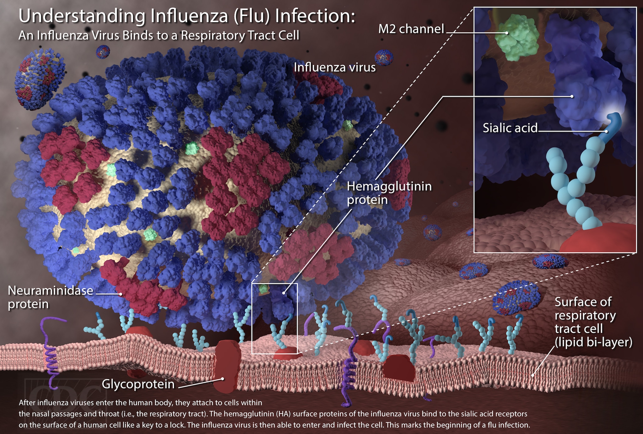 Images of Influenza Viruses