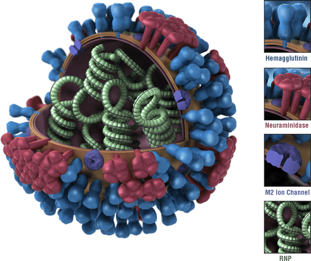 This is a picture of an influenza virus.