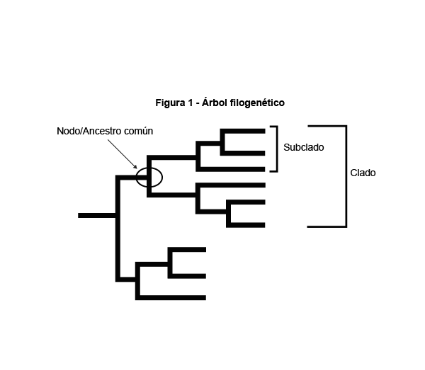 Figura 1 - árbol filogenético, ancestro común/nodo, subclado, clado.