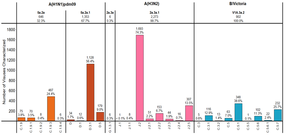 Figure 3. Genetic Characterization of HA genes Based on Phylogenic Analysis of Influenza Viruses Collected during the 2024–25 season