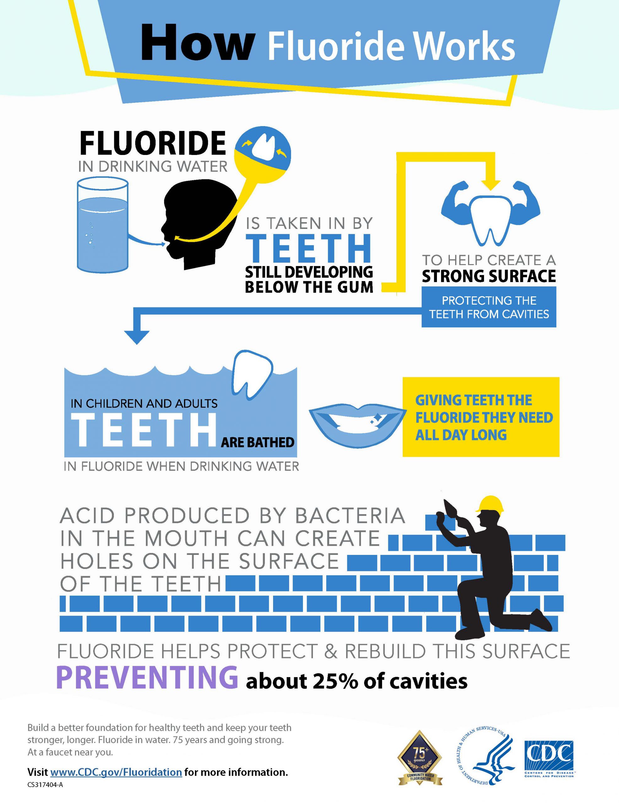 CDC Infographic How Fluoride Works Fluoride Action Network